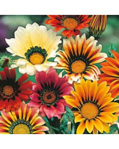 Country Value Gazania Sunshine Mixed Seeds