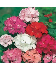 Country Value Geranium Mixed F2