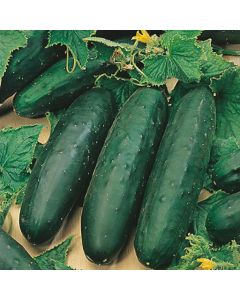 Country Value Cucumber Marketmore 76