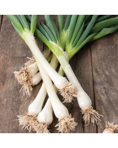 Country Value Onion (Spring) White Lisbon Winter Hardy