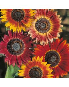 Country Value Sunflower Evening Sun