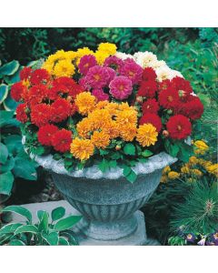 Country Value Dahlia Dwarf Double Mixed