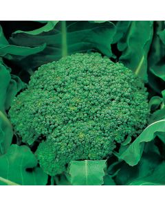 Country Value Broccoli (Autumn) Green Calabrese