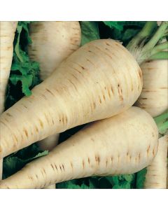 Country Value Parsnip Hollow Crown