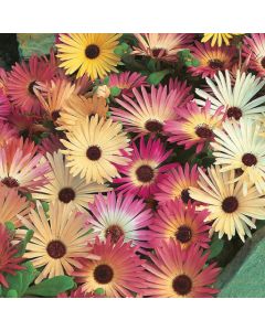Country Value Mesembryanthemum Mixed