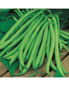 Country Value Climbing Bean Blue Lake Seeds