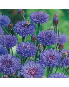 Country Value Cornflower Blue Ball Seeds