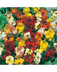 Country Value Wallflower Monarch Fair Lady