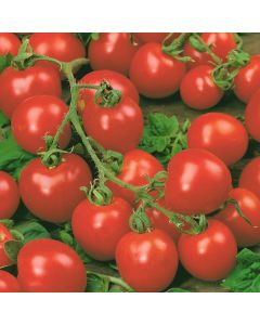 Country Value Tomato Red Cherry Seeds