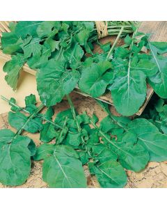 Country Value Rocket Salad Leaves
