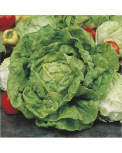Country Value Lettuce All the Year Round