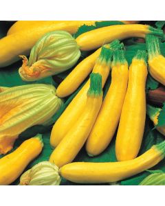 Country Value Courgette Goldena