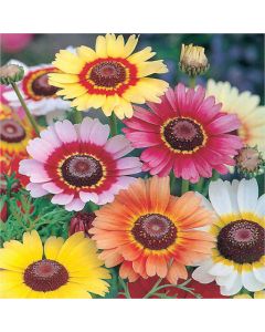 Country Value Chrysanthemum Rainbow Mix Seeds