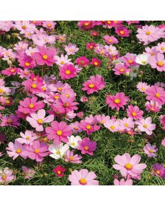 Country Value Cosmos Dwarf Sensation Mixed