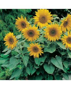 Country Value Sunflower Pacino