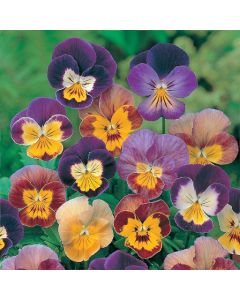 Country Value Viola Bambini Mixed