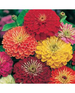 Country Value Zinnia Giant Double