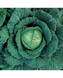 Country Value Cabbage (Savoy) Vertus 3