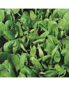 Mr. Fothergill's Spinach Lazio F1