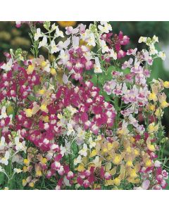 Country Value RHS Linaria Fairy Bouquet