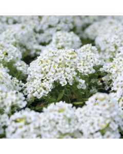 Country Value Alyssum Carpet of Snow