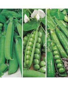 Country Value Peas & Beans Collection