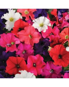 Country Value Petunia Bedding Mixed