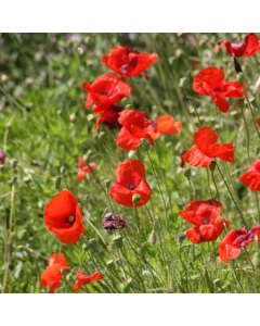 Country Value Poppy Wildflower 