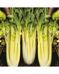 Country Value Celery Golden Self Blanching 3