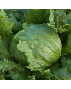 Country Value Lettuce Iceberg 2