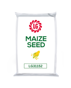 LG31152 Maize Seed