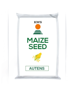 KWS Autens Initio Maize Seed