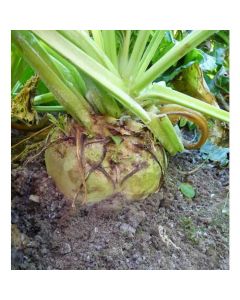 Blizzard Fodder Beet Seed