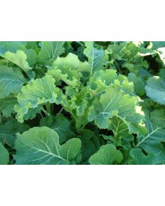 Caledonian Kale Seed