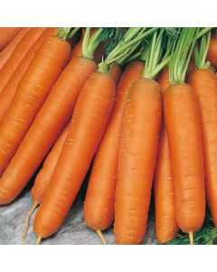 Country Value Carrot Nantes 5
