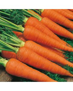 Country Value Carrot Autumn King 2