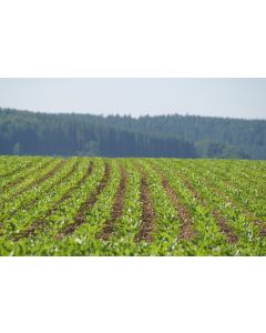 KWS Eloquenta Energy Beet Seed