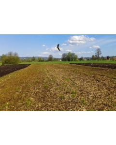 EF2 Wild Bird Seed Mx