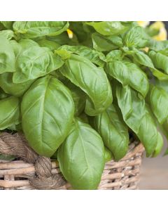 Country Value Basil Sweet