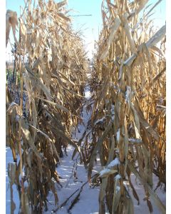HiBird Maize Blend Seed Mix