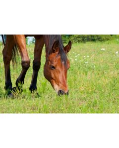 Horse and Pony Herb Grass Seed Mix