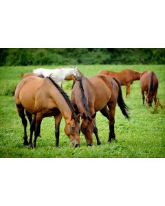 Horse and Pony Paddock Seed Mix