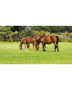 No Ryegrass Horse & Pony Herb Grass Seed Mix 