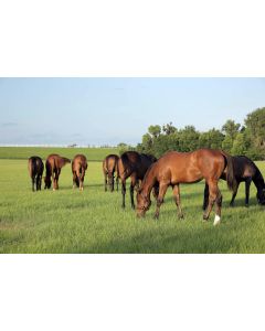 Stud Herb Grass Seed Mix | Wynnstay Agriculture