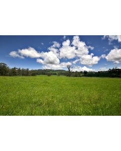 Long-Term Horse Hay Seed Mix