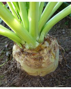 Magnum Fodder Beet Seed
