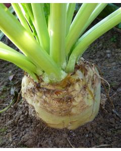 Magnum Fodder Beet Seed 