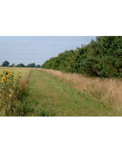 Field Margin Grass Seed Mix