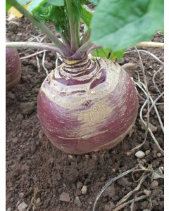 Marian Swede Seed