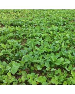 Maris Kestrel Kale Seed